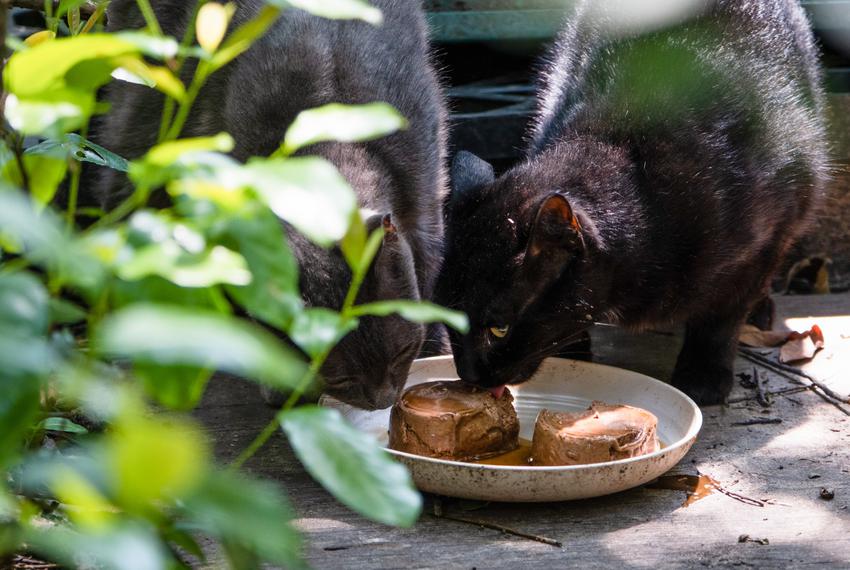 There are an estimated 75-100 stray cats fed daily by volunteers at various locations in Tomball, on June 11, 2023.