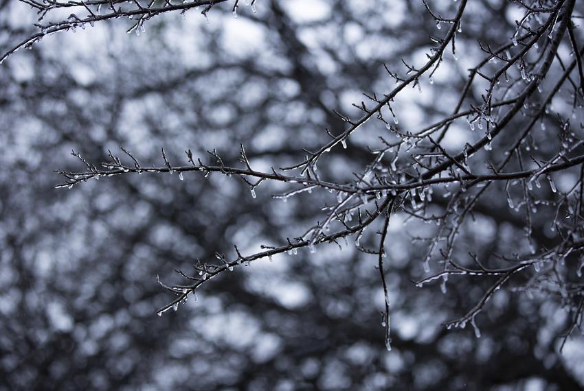 Icy trees in Austin on Feb. 3, 2022.